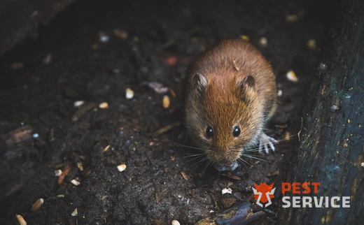 Дератизация в Стерлитамаке